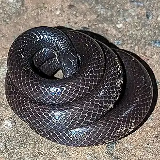 Description de l'image Dull Purple-glossed Snake imported from iNaturalist photo 316909399 on 23 October 2023.jpg.