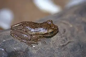 Description de l'image Dumeril's Bright-eyed Frog (Boophis tephraeomystax) (9573898261).jpg.
