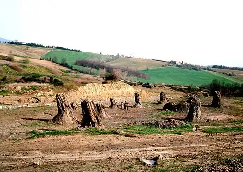 Arbres fossilisés découverts à Dunarobba, (Avigliano ; Ombrie, Italie).