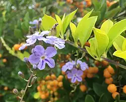 Duranta erecta ou Vanillier de Cayenne.