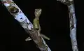 Aphaniotis fusca