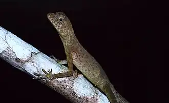 Aphaniotis fusca.