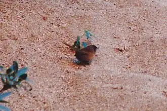 Description de l'image Dusky Grasswren (Amytornis goyderi).jpg.
