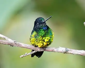 Description de l'image Dusky Starfrontlet (male).jpg.