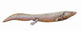 Dvinosaurus, un dvinosaurien, par D. Bogdanov.