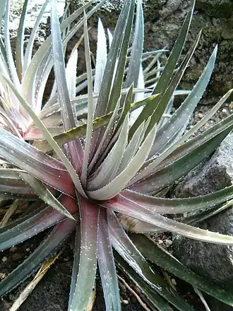 Description de l'image Dyckia maracasensis Habitus BotGardBln0906b.JPG.