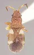 Dycoderus picturatus, femelle, États-Unis.