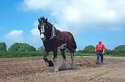 Un cheval tacheté tracte une lourde charrue, dirigé par un homme âgé.