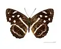 Museum specimen ♂ face dorsale