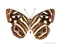 Museum specimen ♂ △ - face ventrale