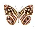Museum specimen ♂ △ - face ventrale