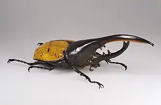 Coleoptera - Dynastes hercules
