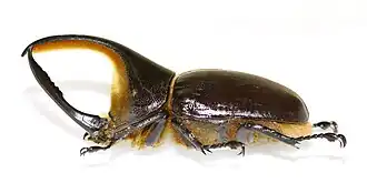 Dynastes satanas (mâle)  (Musée d'histoire naturelle de Lille)