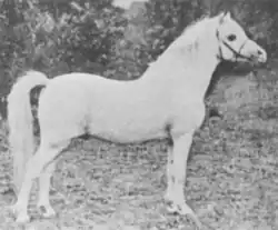 Poney gris clair.