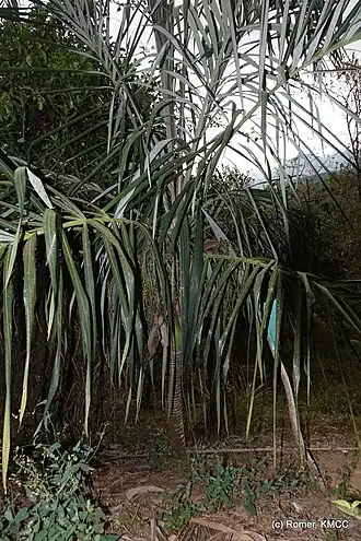 Description de l'image Dypsis basilonga - Romer Rabarijaona - 5427455.jpeg.