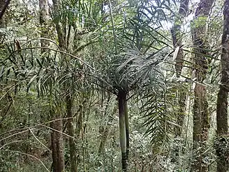 Description de l'image Dypsis rivularis 103395617.jpg.
