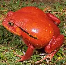 Dyscophus antongilii.