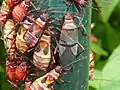 Dysdercus nigrofasciatus, Afrique du Sud, adulte avec des juvéniles de différents stades.