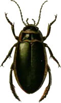 Dytiscus circumflexus.