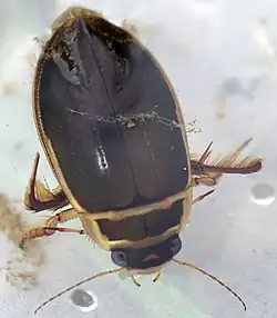 Dytiscus marginalis.