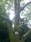 Zelkova serrata du jardin botanique