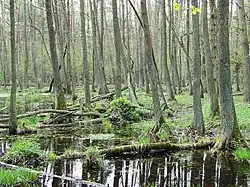 Image illustrative de l’article Forêt de Kampinos
