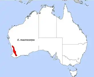 Description de l'image E. macrocarpa.JPG.