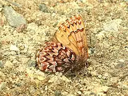 Incisalia eryphon