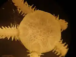 Amphioplus hastatus