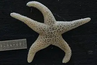 Henricia diffidens