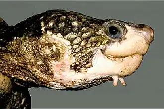 Description de l'image E albagula 4.jpg.