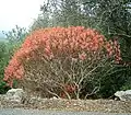 Une euphorbe arborescente en été.