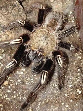 Description de l'image E murinus.jpg.