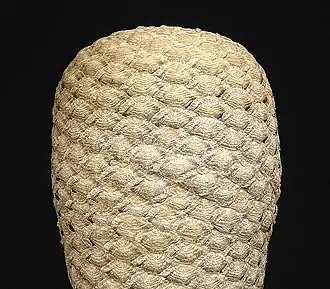 Euphorbia piscidermis (de).
