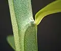 Stipule glandulaire Euphorbia pteroneura