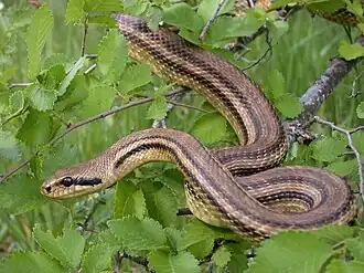 Couleuvre à quatre raies.