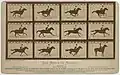 « Le cheval en mouvement, "Sallie Gardner" propriété de Leland Stanford montée par G. Domm, galopant à une allure de 1,40 sur la piste de Palo Alto, 19 juin 1878 », planche cartonnée, 1878, tirée des négatifs originaux.