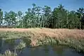 Taylor's Island Wildlife Management Area
