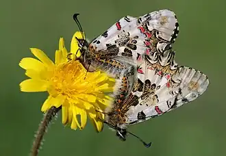 Accouplement