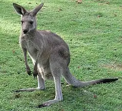 Macropus giganteus, un Diprotodontia