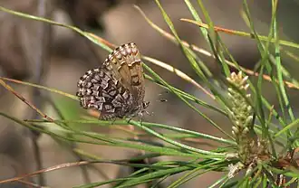 Description de l'image Eastern Pine Elfin.jpg.