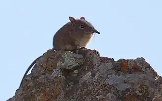 Description de l'image Eastern Rock Elephant Shrew.jpg.