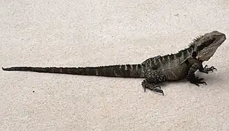 Dragon d'eau australien(Intellagama lesueurii)