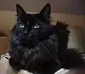 Angora turc noir.