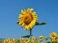 Tournesol