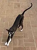 Un mâle bicolore.