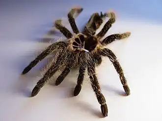 Description de l'image Ecdysis brachypelma-albopilosum01254.jpg.