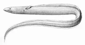 Description de l'image Echelus_pachyrhynchus1.jpg.