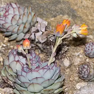 Echeveria derenbergii.