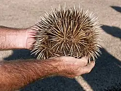 L'Échidné à nez court (Tachyglossus aculeatus).
